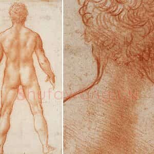 达芬奇素描画作品《男性人体的背部》